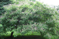 Vitex altissima